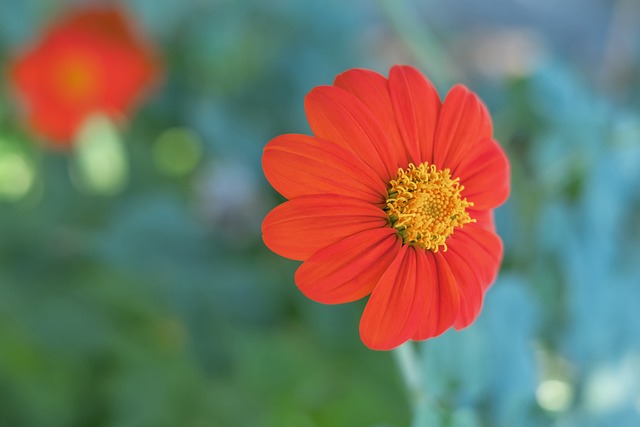 盧卡庫以 盧卡庫以