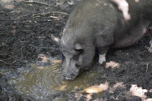 中颇具声望 中颇具声望