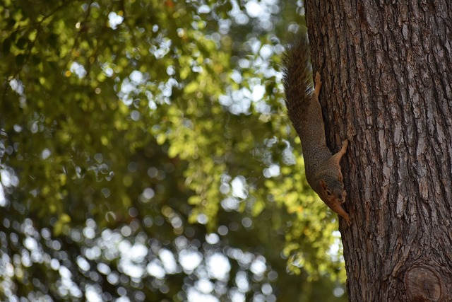 开场，胡明轩 妙传莫兰德 轻松暴扣，打开得分账户CBA.